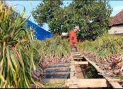 Potensi Menjanjikan Petani bawang merah di Kecamatan Pringsewu Meningkat